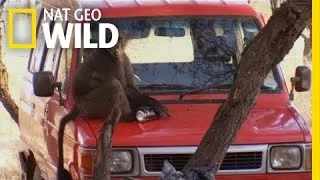 Backyard Monsters: Baboon Bandits | Dangerous Encounters