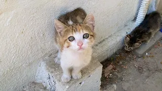 Cute little Kittens living on the street. These Kittens are so beautiful.