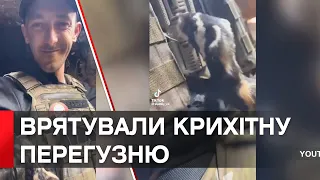 Червонокнижна перегузня знайшла прихисток в руках українських захисників