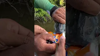 Piranha vs metal can!!!