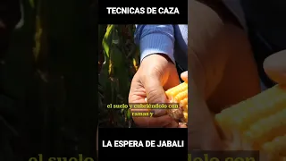 TU PRIMERA ESPERA DE JABALI. Consejos para principiantes.