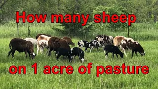 How many horned hair sheep on an acre of pasture