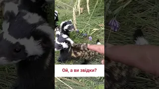 😻 Нічого милішого сьогодні ви вже не побачите!