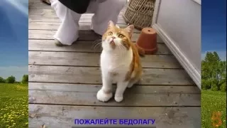 Смешные коты и кошки укушенные пчелами