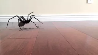 SPIDER JUMP SCARE!