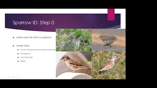 Colorado Sparrows ID with Andy Bankert - A CFO Skills Workshop