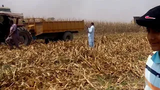 Corn harvesting in Pakistan class dominator 88s vs New Holland 8070