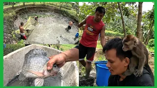 GIANT TILAPIA LAST HARVEST NA SA POND+GANITO NA KALAKI ANG AMING MGA BAKA NA SOBRANG PAYATOT NOON