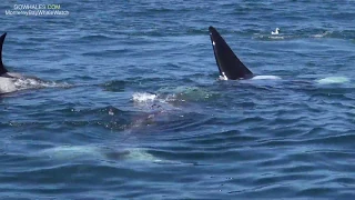 Killer whales attack grey whales in Monterey Bay