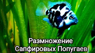 САПФИРОВЫЙ ПОПУГАЙ🐠 Содержание и Размножение