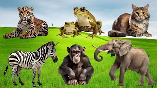 Wild Animal Sounds In Peaceful: Frog, Horse, Duck, Deer, Chicken - Animal Moments