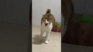 猫のこんな鳴き声絶対聞いたことないでしょwww