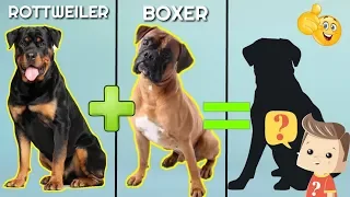 10 Incredible Mixed Cross Hybrid of Rottweiler / unreal cross breed of Rottweiler