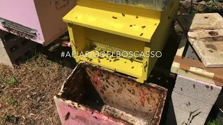 Trasferire le api dal porta sciami alla nuova arnia #apiariodelboscasso