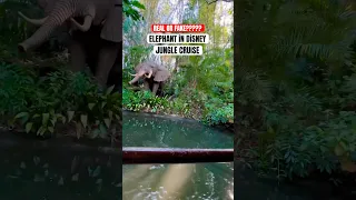 Jungle Cruise in Disneyworld! 🤍 #disneyshorts #disneyworld #disney #realorfake #junglecruise #fypシ