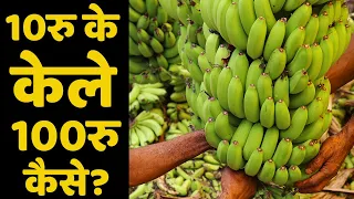 अगर किसान को नहीं मिलते तो कहाँ जाते हैं इतने पैसे🤔🤔Banana Harvesting & Farming | Agribusiness