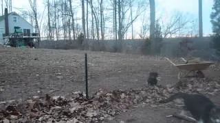 Cat does amazing jump over fence!