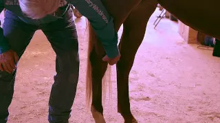 Equine Massage  - Back Leg Meridian Lines