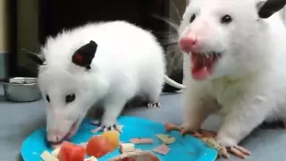 This is Keebler and Aspen.  They are very rare leucistic opossums