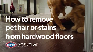 How to remove pet hair or stains from hardwood floors | Clorox