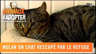 Mulan un chat rescapé par le refuge.