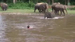 Elephant Come To Rescue People - ElephantNews