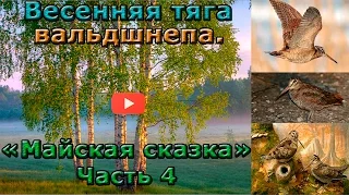 Супер тяга вальдшнепа весной. "Майская сказка". Часть 4.