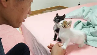 My Strict Dad who said "I don't like cat" Finally Meets Two Rescued Kittens