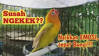 SANGAR❗Lovebird bisu dan macet bunyi dibikin gacor seketika saat dengar pancingan labet fighter ini