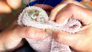 Biggest BotFly Removal from Rescued Homeless Cat's Nose