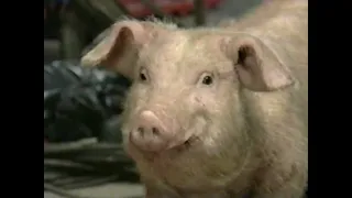 Animal Farm (1999) - Odyssey Network Behind the Scenes (1999)