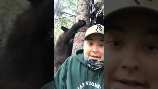 bear climbs hunters stand