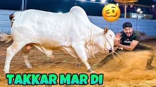 ITNY KHATRNAAK JANWAR NE TAKKAR MAR DI😭🤕| QURBANI VLOG | BAKRA EID 2023|