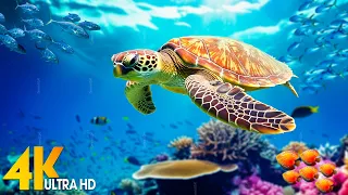Океан 4K - Морские животные для отдыха, красивая рыба -коралловые рифы в аквариуме - 4K Видео