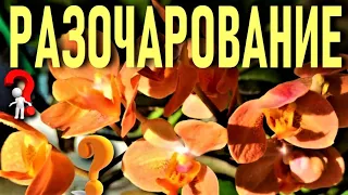 РАЗОЧАРОВАНИЕ ЭТОГО СЕЗОНА ЦВЕТЕНИЯ!?! НИ КАПЛИ СЛЁЗ ПО ЭТОМУ ПОВОДУ! МУТАЦИИ ЦВЕТОВ ОРХИДЕИ!