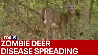 'Zombie' deer disease is spreading