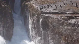 Basejumping Penguins