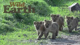 Lion Cubs Discover World