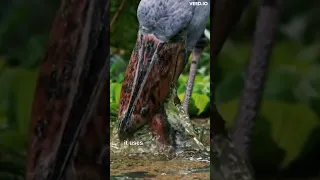 weird facts about the shoebill stork #short