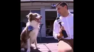 i interviewed animals with a giant mic