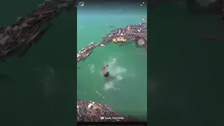 Гибель мужчин в реке на глазах у зевак в США попала на видео.