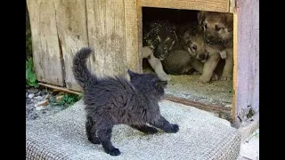 😺Come out one by one! 🐶 Funny video with dogs, cats and kittens! 🐱