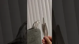 My Bird Lost His Feathers