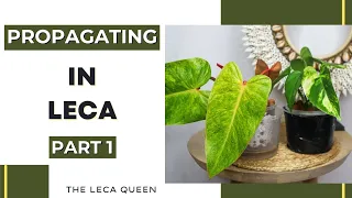 Leca Propagation Made EASY: Beginners' Guide Pt 1