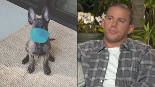 Channing Tatum Shares Emotional Journey To Getting New Dog