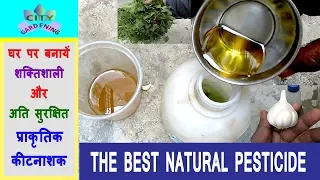 Make a powerful organic pesticide at home//घर पर बनायें एक शक्तिशाली जैविक कीटनाशक