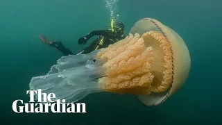 Jellyfish as big as a human spotted off Cornwall coast