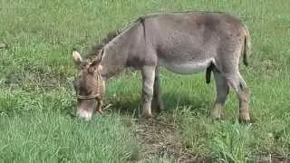 食欲旺盛！　ロバのロバート♪　♪