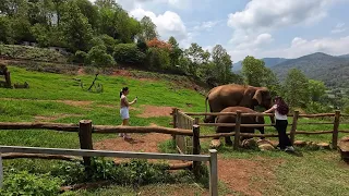 Relaxing day at an Elephant Farm & Cafe in Chiang Mai, Thailand