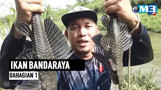 Ikan Bandaraya Bhg 1 | Majalah 3 (22 May 2023)